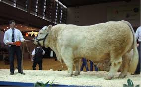 reproducteur charolais inscrit