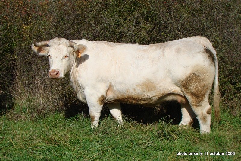 reproductrice charolaise