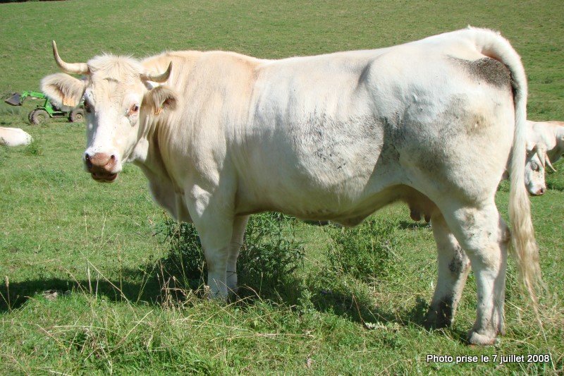 reproductrice charolaise