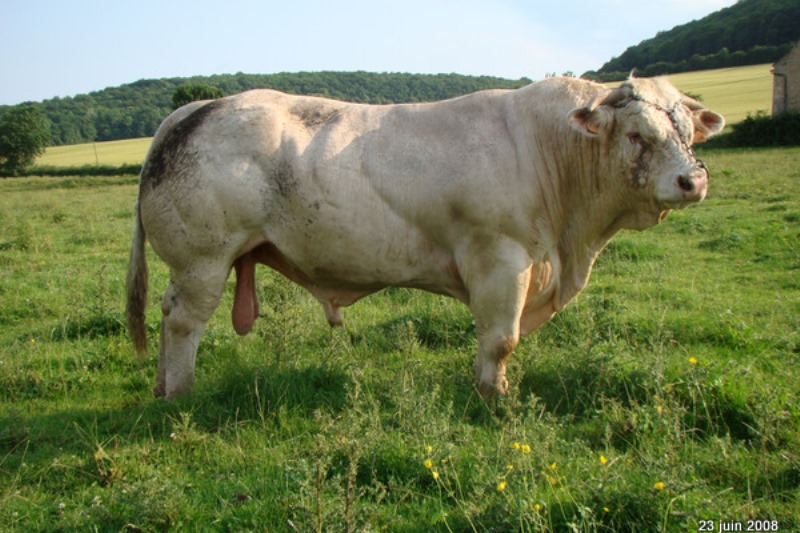 reproducteur charolais inscrit