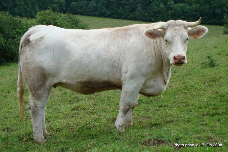 reproductrice charolaise