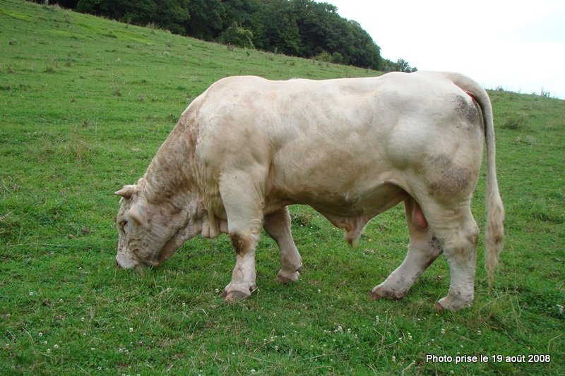 reproducteur charolais inscrit