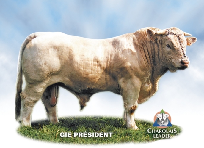 reproducteur charolais inscrit