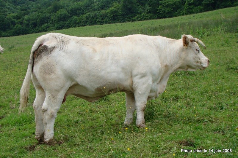 reproductrice charolaise