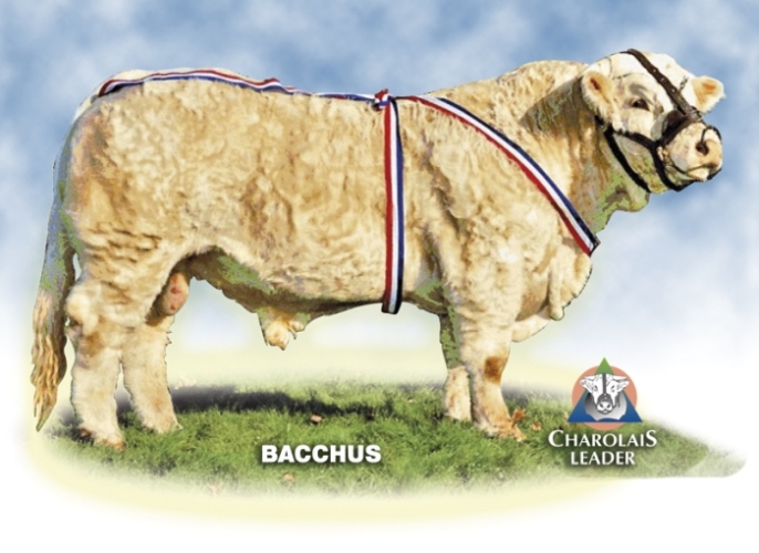 reproducteur charolais inscrit