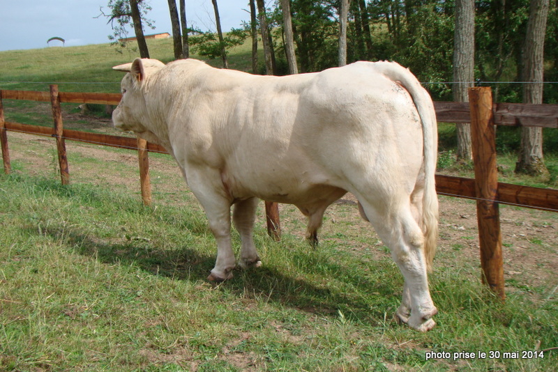 reproducteur charolais inscrit