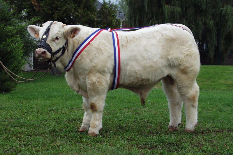 reproducteur charolais inscrit