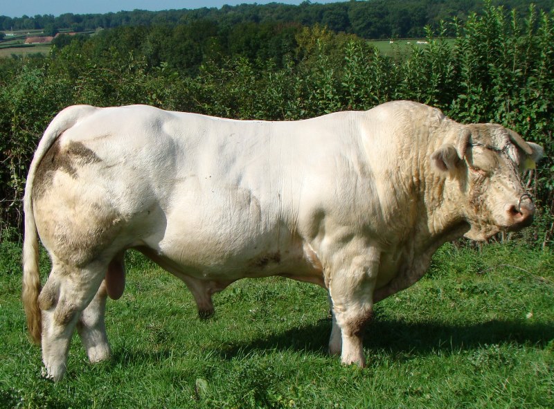 reproducteur charolais inscrit