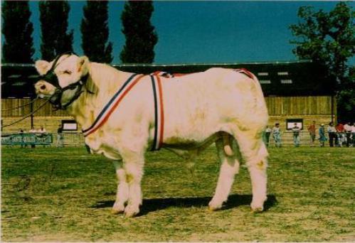 reproducteur charolais inscrit