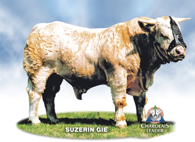 reproducteur charolais inscrit