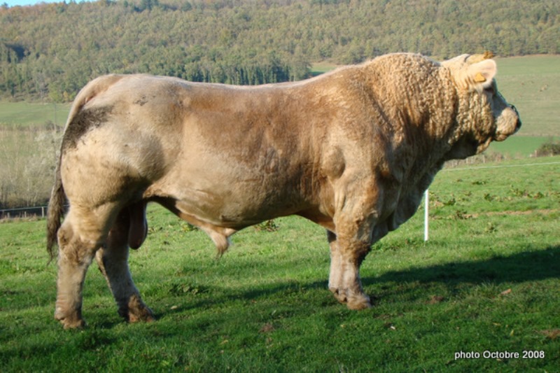 reproducteur charolais inscrit