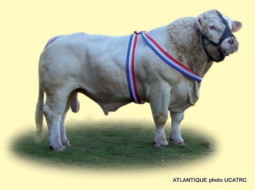 reproducteur charolais inscrit