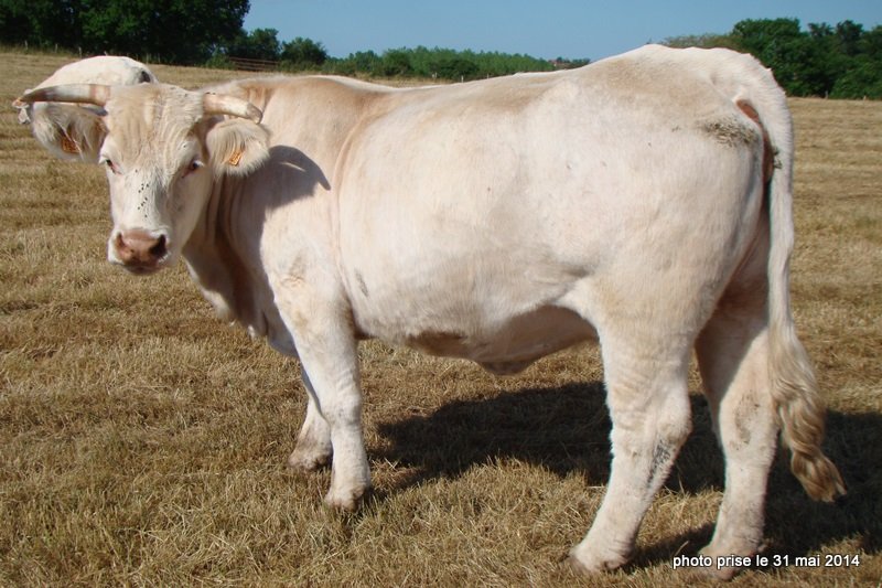 reproductrice charolaise