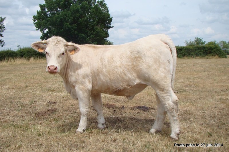 porteuse embryon charolais