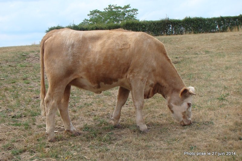 porteuse embryon charolais