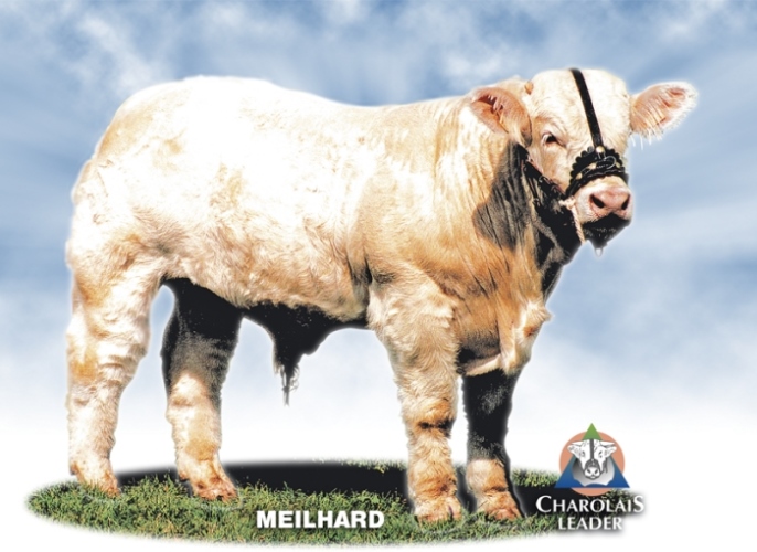 reproducteur charolais inscrit